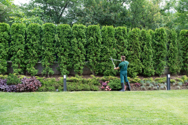 Best Lawn Renovation and Restoration  in Hewitt, NJ